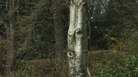 Arborist lumberjack in tree arranging ropes Video stock 37019054