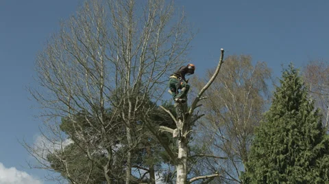 Arborist lumberjack in tree 스톡 동영상 37043824