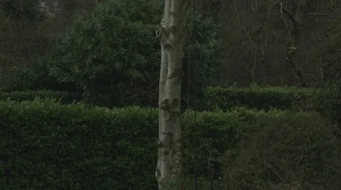 Arborist lumberjack in tree 스톡 동영상 37046242