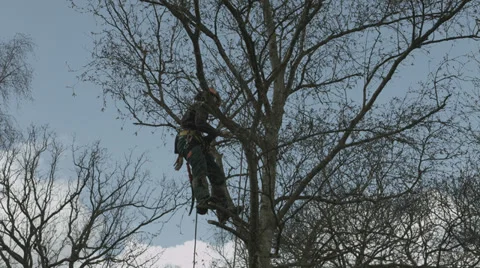 Arborist lumberjack in tree preparing to cut it down Stock-Footage 37046029
