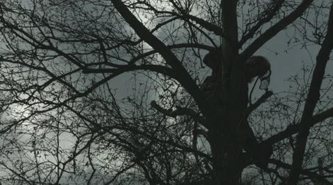 Arborist lumberjack in tree in silhouette using ropes 스톡 동영상 37064849