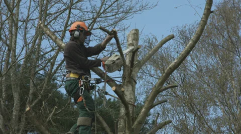 Arborist lumberjack in tree using chainsaw 01 스톡 동영상 37021211