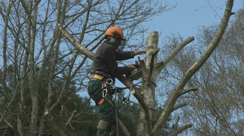Arborist lumberjack in tree using chainsaw 02 Video stock 37021986