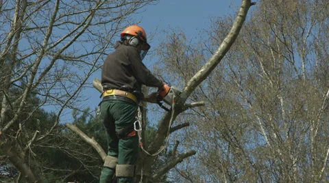 Arborist lumberjack in tree using chainsaw 03 動画素材 37022188
