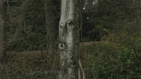 Arborist lumberjack in tree using chainsaw 04 Video stock 37022348