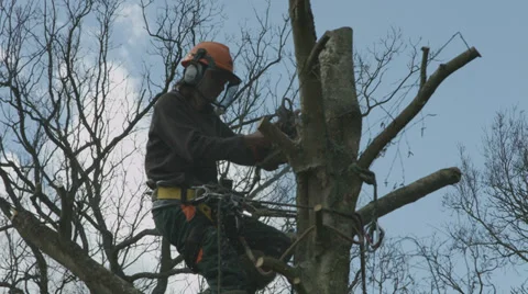 Arborist lumberjack in tree using chainsaw 05 Stock-Footage 37022565