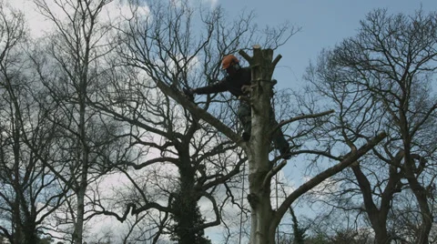 Arborist lumberjack in tree using chainsaw 06 Vidéo 37022733