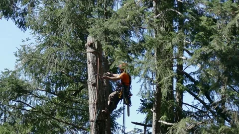 Arborist man climbsdown tree Stock-Footage 314126099