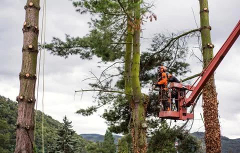 Arborist men with chainsaw and lifting platform cutting a tree. Stock Photos