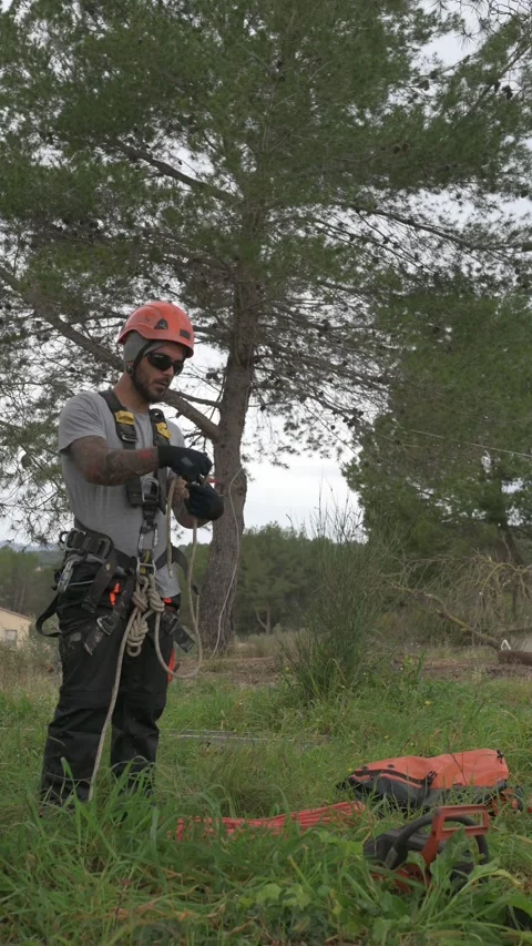 Arborist preparing rope access gear for tree pruning Stock Footage 303061294