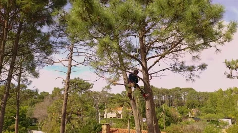 Arborist professional working climbing a tree in town, filmed with drone.15 Video stock 160568715