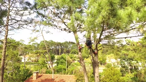 Arborist professional working climbing a tree in town, filmed with drone. 18 Video stock 160568722
