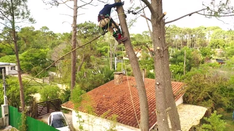 Arborist professional working climbing a tree in town, filmed with drone. 2 Video stock 160568953