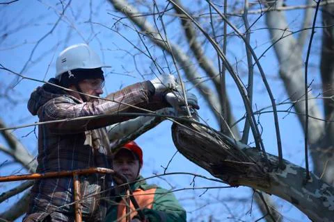 Arborist pruning tree with garden shears using truck-mounted lift Stock Photos