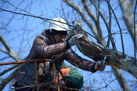 Arborist pruning tree with garden shears using truck-mounted lift Stock Photos