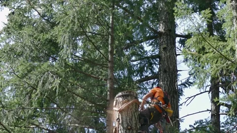 Arborist pushes section of tree off after cutting Stock Footage 314123765