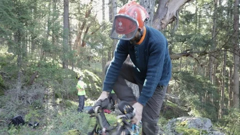 Arborist puts on climbing gear Stock Footage 314018853