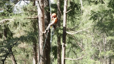Arborist rabbells absails down tree Stock Footage 314020665