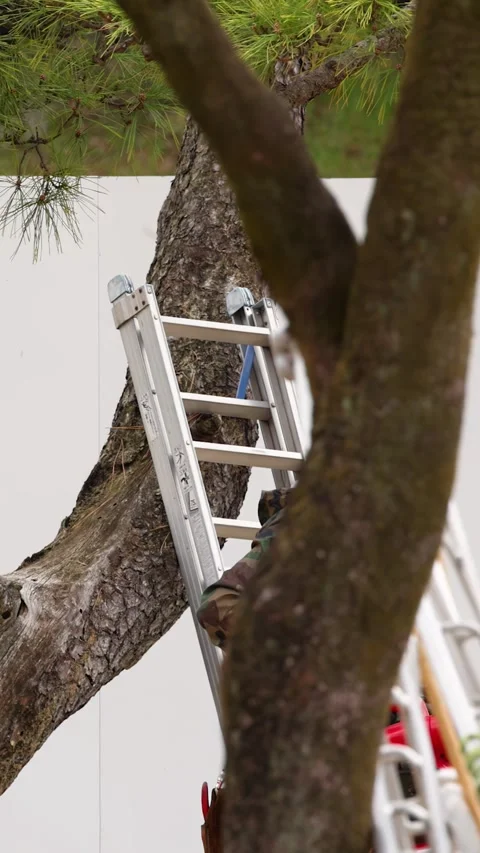 Arborist in Safety Gear Using Leaf Blower on Pine Tree Stock Footage 337875649