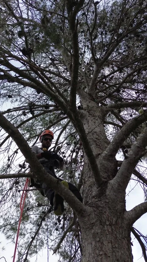 Arborist securing himself on tall pine tree for pruning Stock Footage 303134489