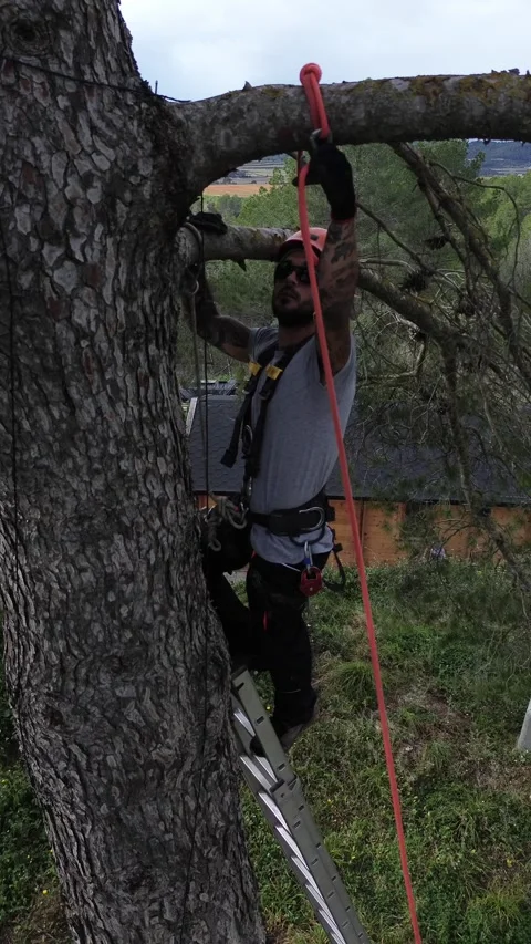 Arborist securing himself tree with rope access techniques Stock Footage 303134646