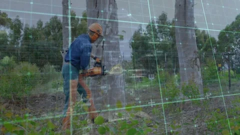Arborist starting chainsaw and making lower trunk cut for removal displaying Stock Footage 331109014