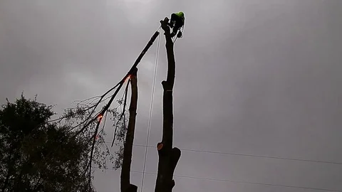 Arborist stranded helpless on shorted tree as as limb burns Stock Footage 71423822