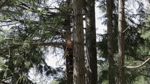 Arborist strapped to tree, makes cuts and adjusts straps Stock Footage 314013800