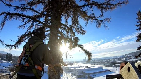 Arborist taking top out of tree. 스톡 동영상 86536203