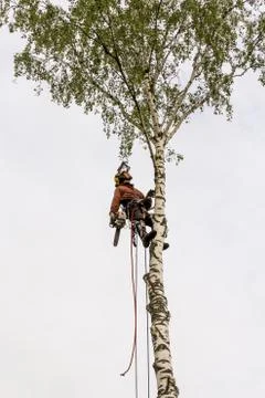 Arborist at the top of the tree. Fotos Stock