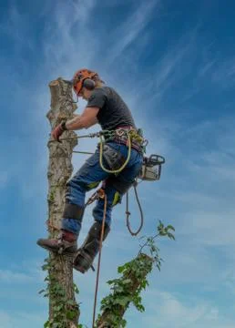 Arborist at the top of a tree Foto stock