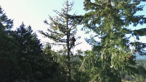 Arborist in tree adjusting gear Stock Footage 314079608