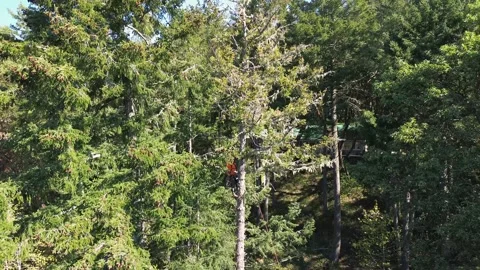 Arborist in tree high wide drone shot Stock Footage 314080786