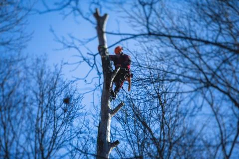 Arborist tree surgeon cutting tree branches with chainsaw, lumberjack woodcut Stock Photos