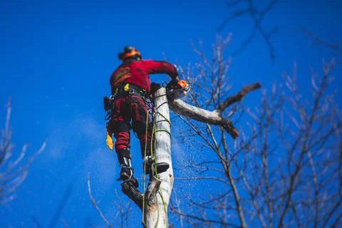 Arborist tree surgeon cutting tree branches with chainsaw, lumberjack woodcut Stock Photos