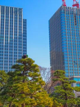 An arborist, tree surgeon, at work on top of a tree in Tokyo Japan. Stock Photos