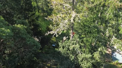 Arborist in tree, throws down branch Stock Footage 314082343