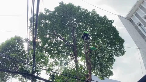 Arborist trimming tree branches near power lines and electric cables Stock Footage 341664066