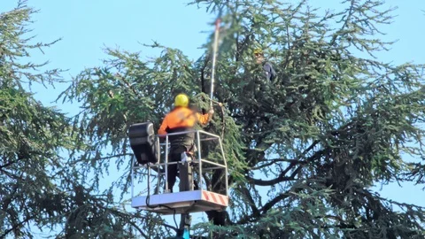 Arborist worker cutting branches with chainsaw Stock Footage 125156888