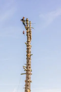 Arborist  working with a chainsaw in the top of a tree trunk Stock Photos