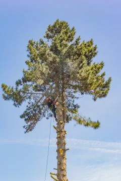 Arborist  working with a chainsaw in the top of a tree Stock Photos