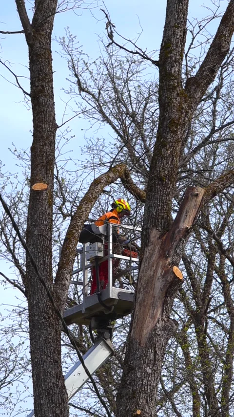 Arborist Working on a Cherry Picker Crane Cutting Tree Branches Stock Footage 336767164