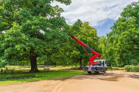 Arborist working from an elevated crane platform while treating park trees. P Fotos de archivo