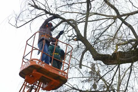 Arborists cut branches of a tree with chainsaw using truck-mounted lift. Kiev Stock Photos
