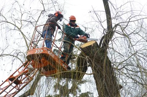 Arborists cut branches of a tree with chainsaw using truck-mounted lift. Kiev Stock Photos