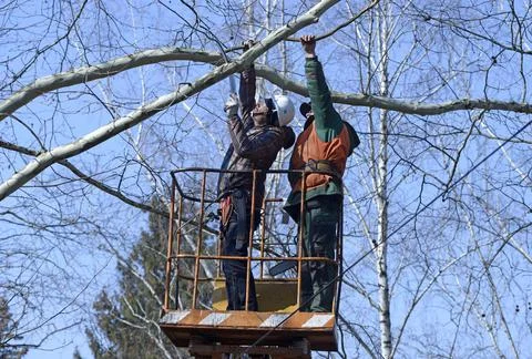 Arborists cut branches of a tree using truck-mounted lift Stock Photos