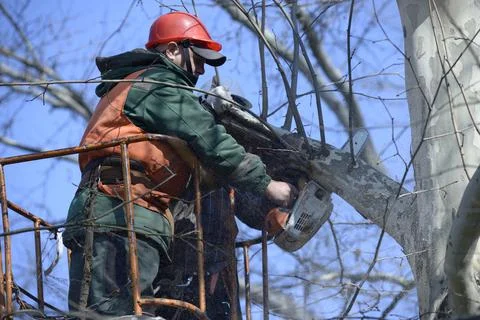 Arborists cut branches of a tree using truck-mounted lift Stock Photos