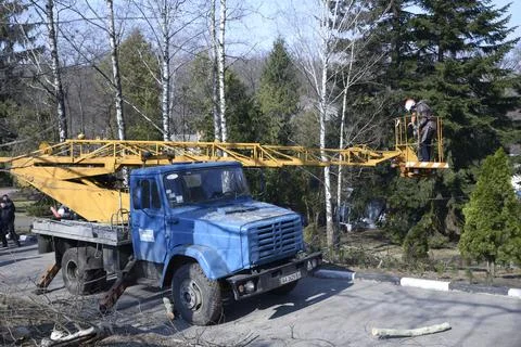 Arborists cut branches of a tree using truck-mounted lift Stock Photos