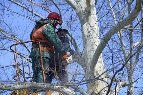 Arborists cut branches of a tree using chain saw and truck-mounted lift. Febr Stock Photos