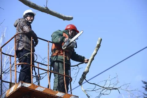 Arborists cutting branches of a tree with chainsaw using truck-mounted lift. Stock Photos